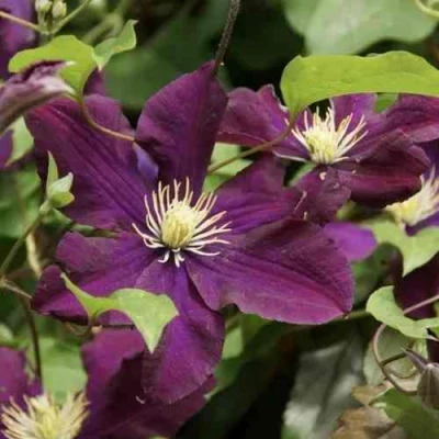 Клематис ГЕРОИ ВАРШАВЫ в Воронеже