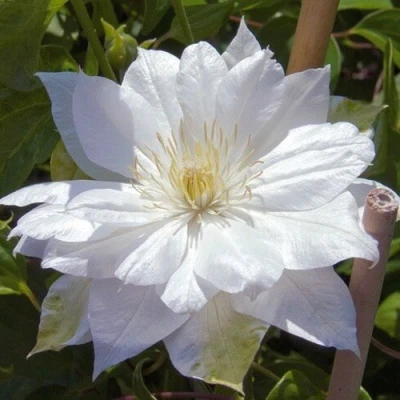 Клематис ДАЧЕСС ОФ ЭДИНБУРГ в Воронеже