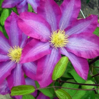 Клематис КАКИО в Воронеже