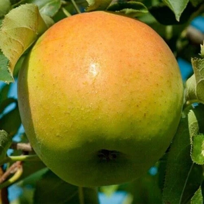 Яблоня МУТСУ в Воронеже