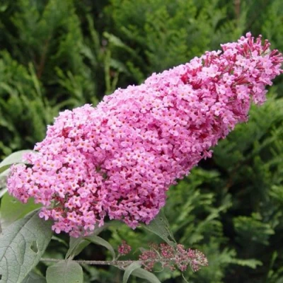 Буддлея давида ПИНК ДЕЛАЙТ в Воронеже