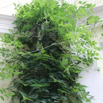 Глициния макростахия БЛЮ МУН в Воронеже