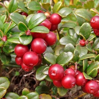 Брусника садовая АМЕРЛАНД в Воронеже