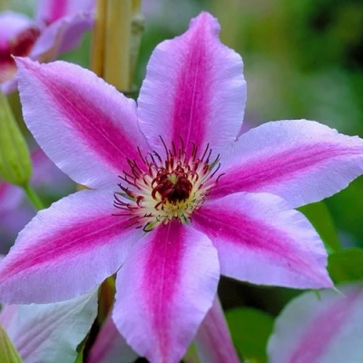 Клематис НЕЛЛИ МОЗЕР в Воронеже