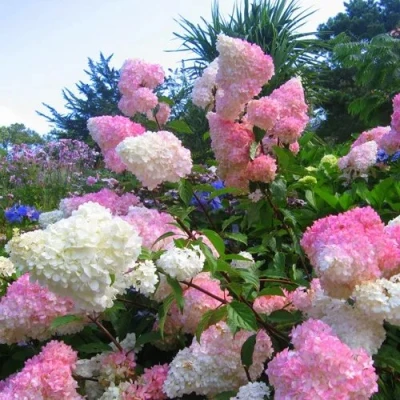 саженцы гортензии ванила фрайз