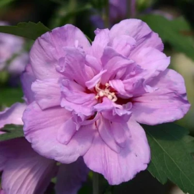 Гибискус АРДЕНС сирийский в Воронеже