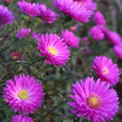 Астра КАРМИНКУППЕЛЬ в Воронеже