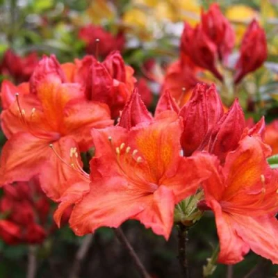 Азалия ЛИЛИНШТЕЙН японская в Воронеже