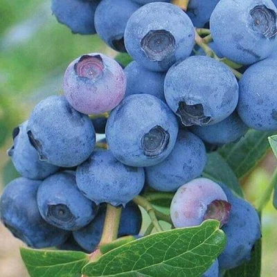 Голубика ЭРЛИБЛЮ в Воронеже