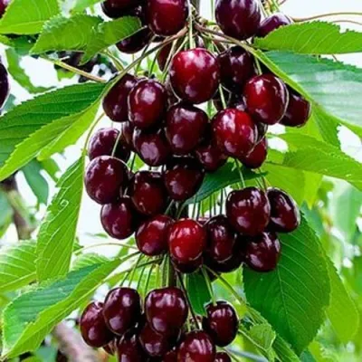 Черешня ОЛЕНЬКА в Воронеже