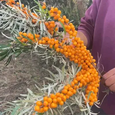 Облепиха ФИНСКАЯ в Воронеже