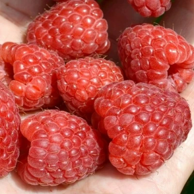 Малина ХЕРИТЕЙДЖ в Воронеже