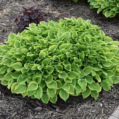 Хоста ГОЛДЕН ТИАРА в Воронеже