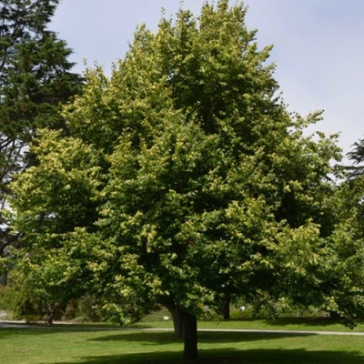 Липа сердцевидная в Воронеже