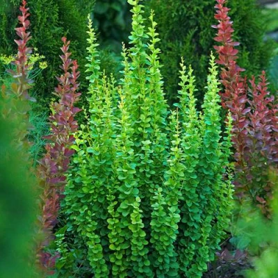 Барбарис ЭРЕКТА тунберга в Воронеже