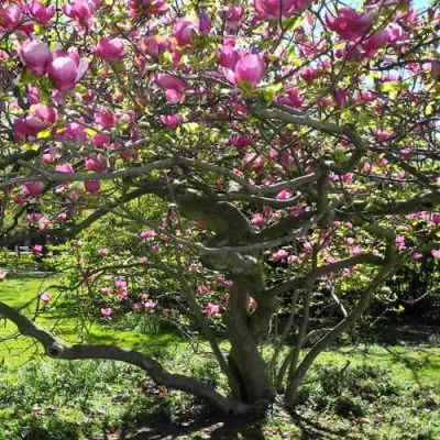 Магнолия СУЛАНЖА в Воронеже