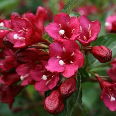 Вейгела ЕВА РАТКЕ в Воронеже