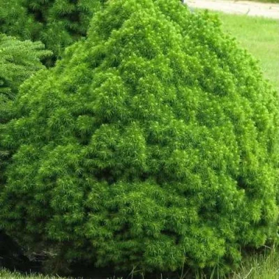 Ель АЛЬБЕРТА ГЛОБ сизая в Воронеже