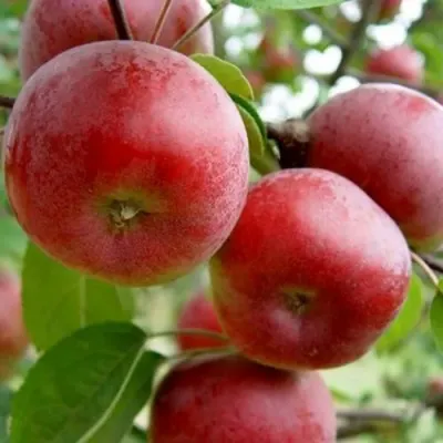 Яблоня АНТЕЙ в Воронеже