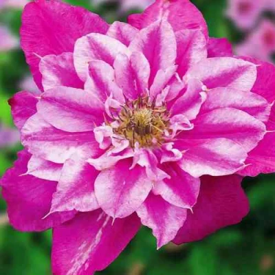 Клематис МАЙ ДАРЛИНГ  в Воронеже