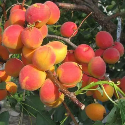 Абрикос РУБИН в Воронеже