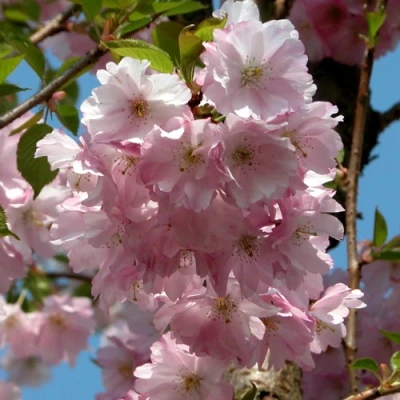 Вишня АККОЛЕЙД цветущая в Воронеже