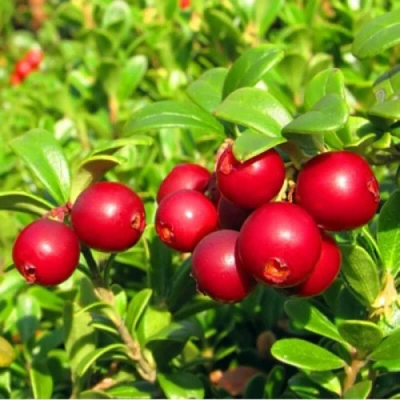 Брусника садовая РЕД ПЕРЛ в Воронеже