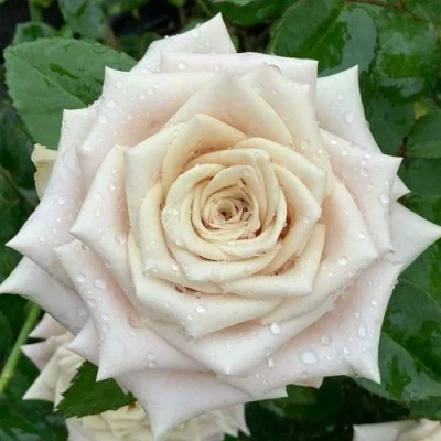 саженцы роз мента