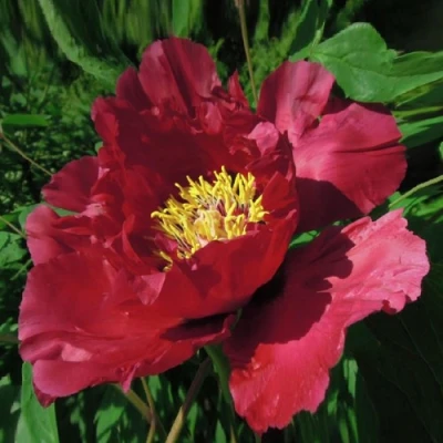 Пион КРАСНЫЙ ЛОТОС древовидный в Воронеже