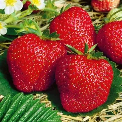 Клубника ВИМА ЗАНТА в Воронеже