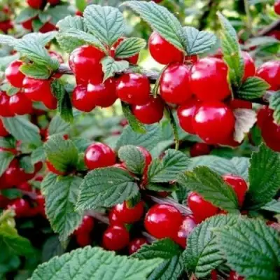 Вишня ВОСТОРГ войлочная в Воронеже