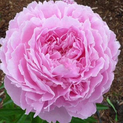 Пион ДЖАКОРМА травянистый в Воронеже