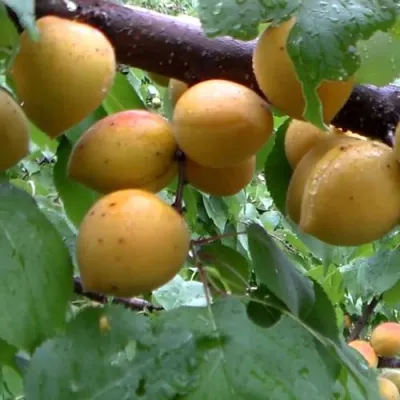 Абрикос МАНИТОБА в Воронеже