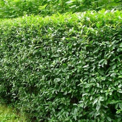 Бирючина обыкновенная в Воронеже