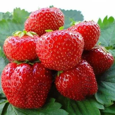 Клубника ВИМА ЗАНТА в Воронеже