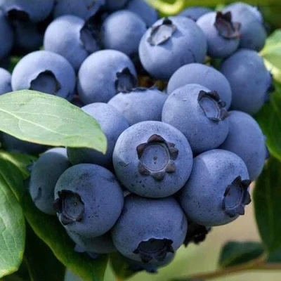 Голубика СПАРТАН в Воронеже