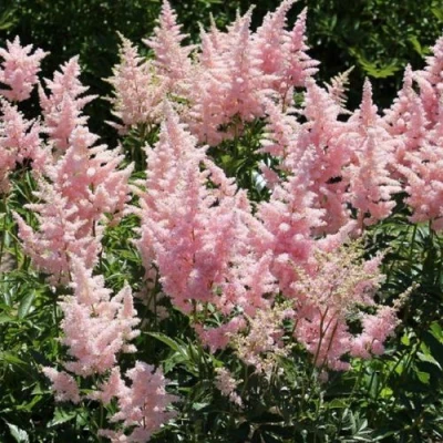 Астильба ГЛИТТЕР ЭНД ГЛАМУР китайская в Воронеже