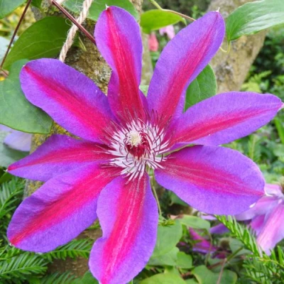 Клематис АКАИШИ в Воронеже