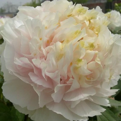 Пион ЗОЛОТОЙ ИЗУМРУД древовидный в Воронеже