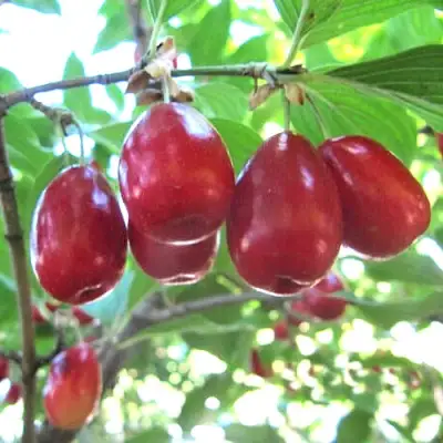 Кизил ЛУКЬЯНОВСКИЙ в Воронеже