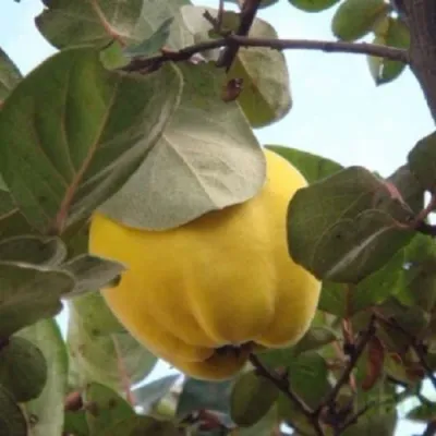 Айва АКАДЕМИЧЕСКАЯ в Воронеже