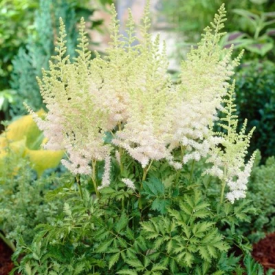 Астильба МИЛК ЭНД ХАНИ китайская в Воронеже