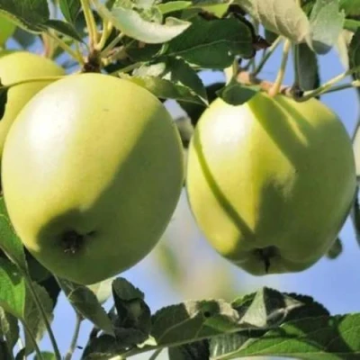 Яблоня САХАРНАЯ в Воронеже