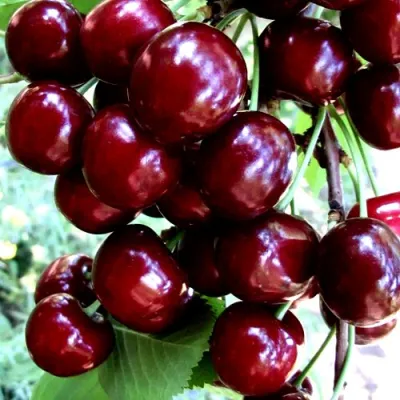Черешня ОЛЕНЬКА в Воронеже
