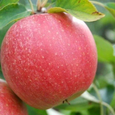 Яблоня ЧЕМПИОН в Воронеже