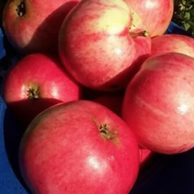 Яблоня СУЙСЛЕПСКОЕ (МАЛИНОВКА) в Воронеже