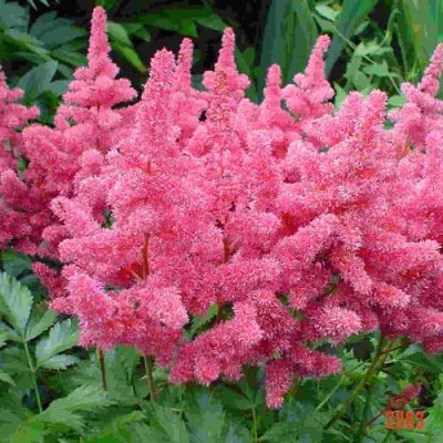 Астильба БОНН японская в Воронеже