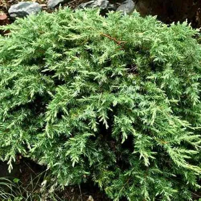 Можжевельник ШЛЯГЕР прибрежный в Воронеже