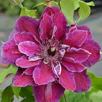 Клематис МАЙ БЬЮТИ в Воронеже