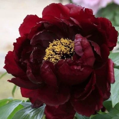 Пион ПОЛНОЧЬ древовидный в Воронеже